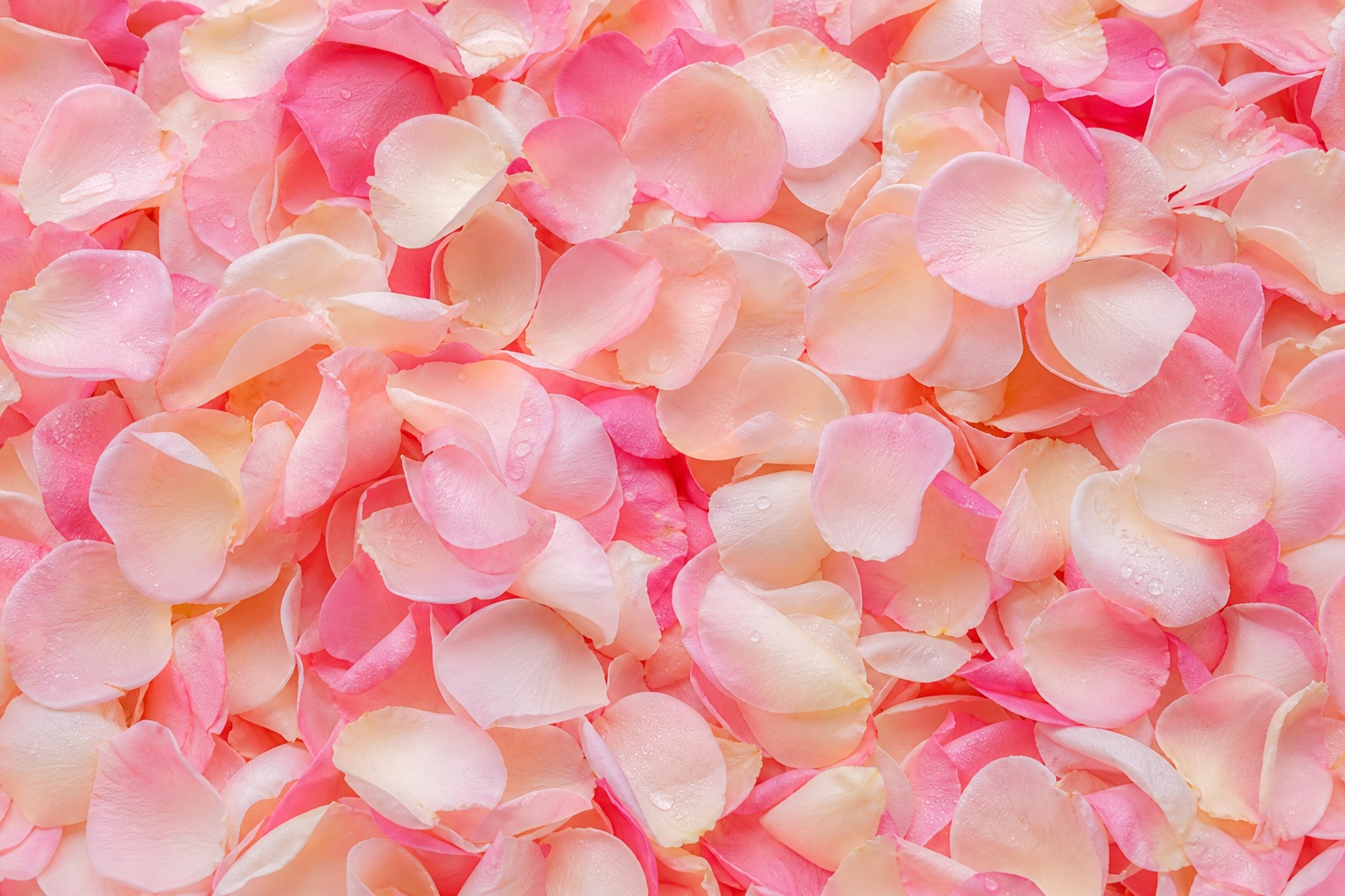 Blush pink rose petals scattered across a soft floral background