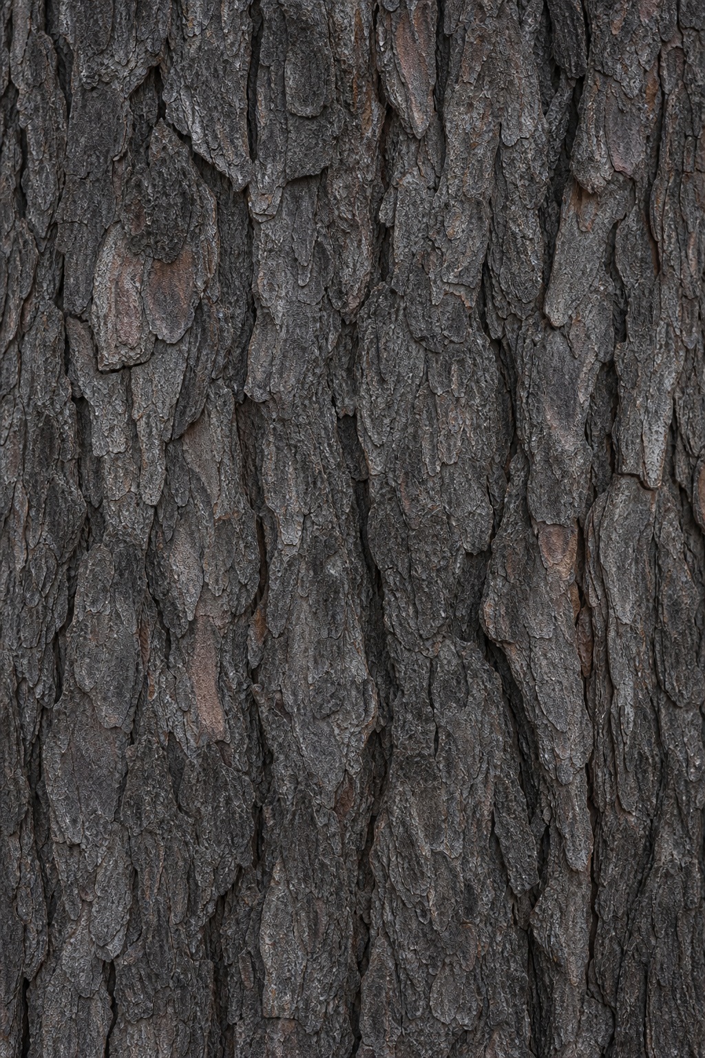 Dark charcoal pine bark with weathered ridges and rough natural texture