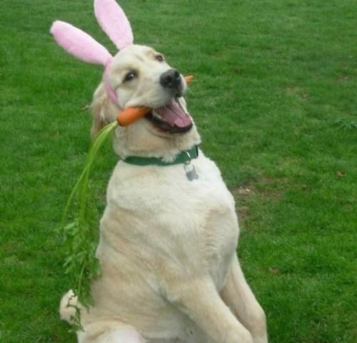 Preview for Dog-in-bunny-ears-with-carrot-easter-meme-background-9338e