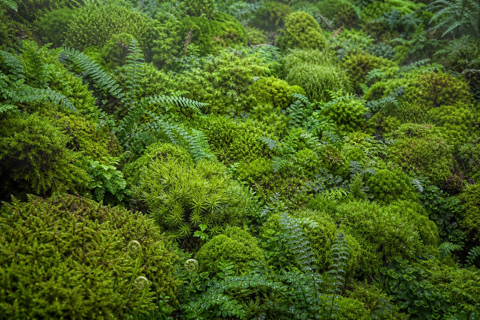 Preview for Cool Mist Cushion Moss Canopy Background