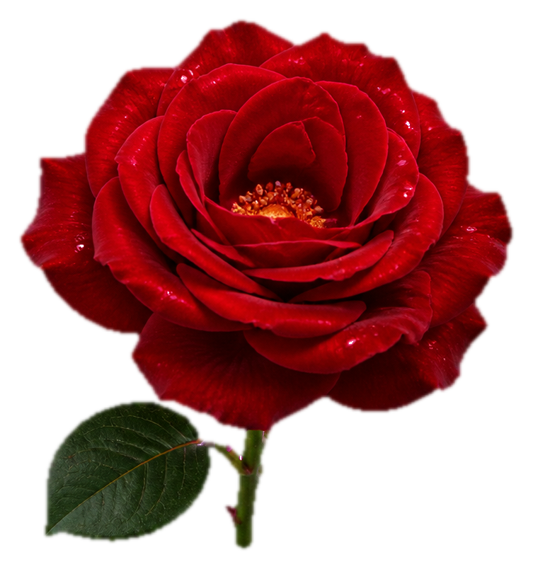 Preview for Crimson Rose Sticker For Photos And Designs
