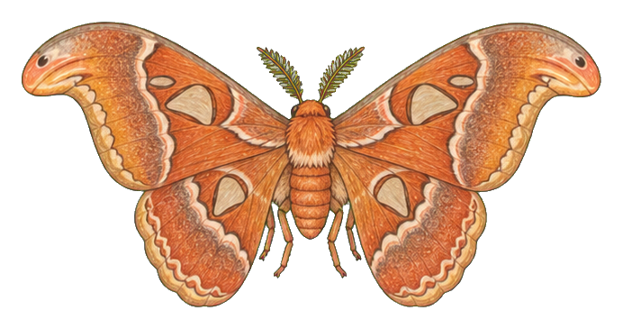 Preview for Atlas Moth Sticker For Cute Bug Designs