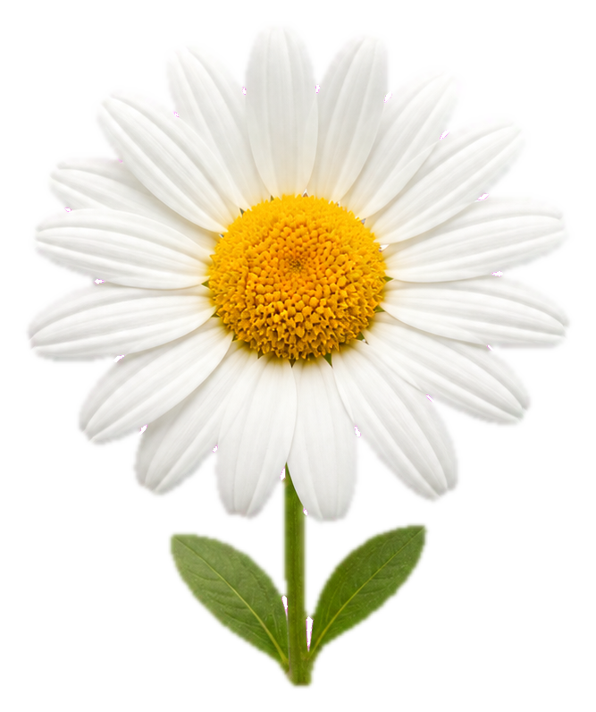 Preview for White Daisy Sticker For Floral Designs
