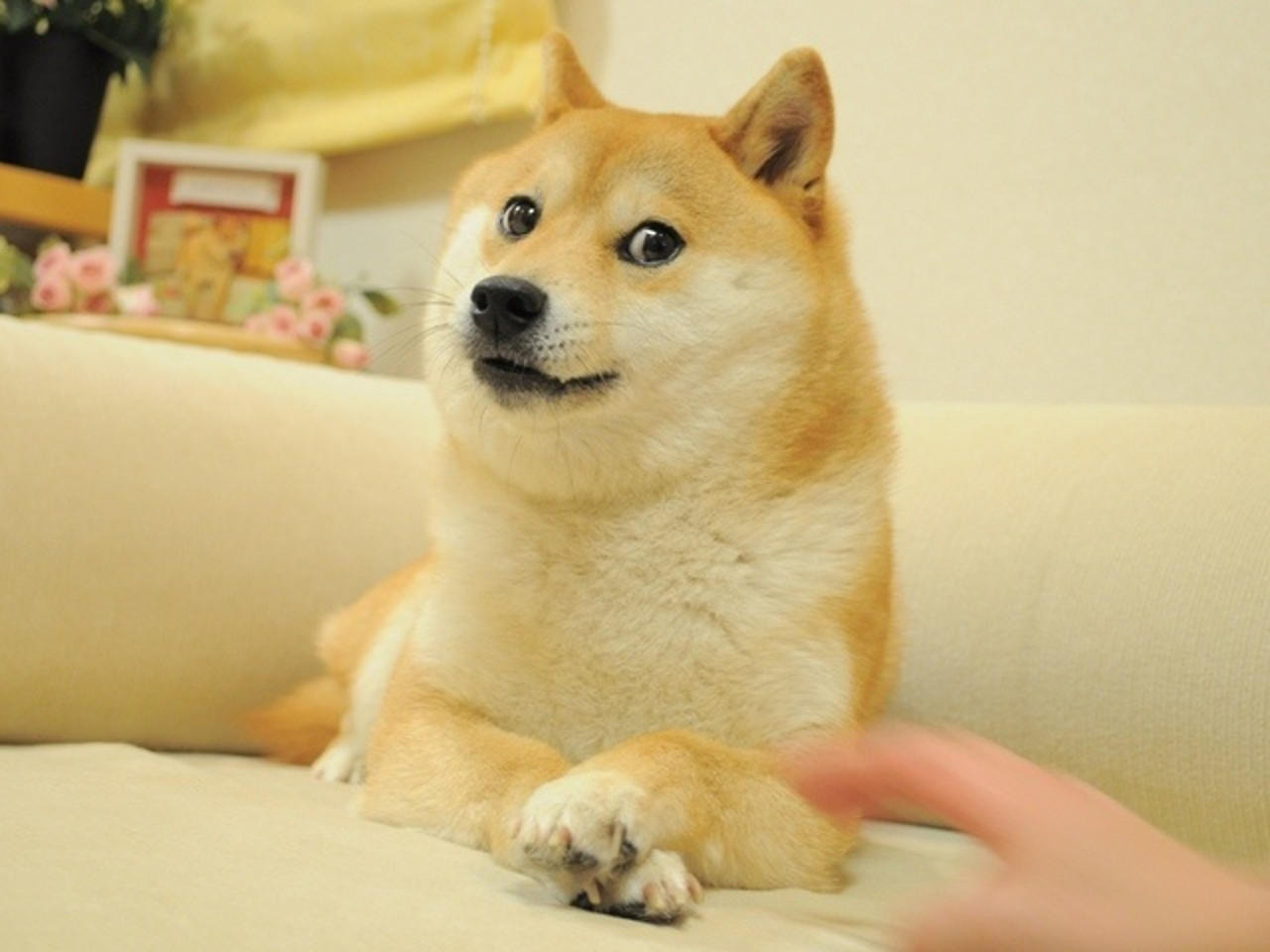 Preview for Shiba-inu-relaxing-on-couch-dog-meme-background-ebb83