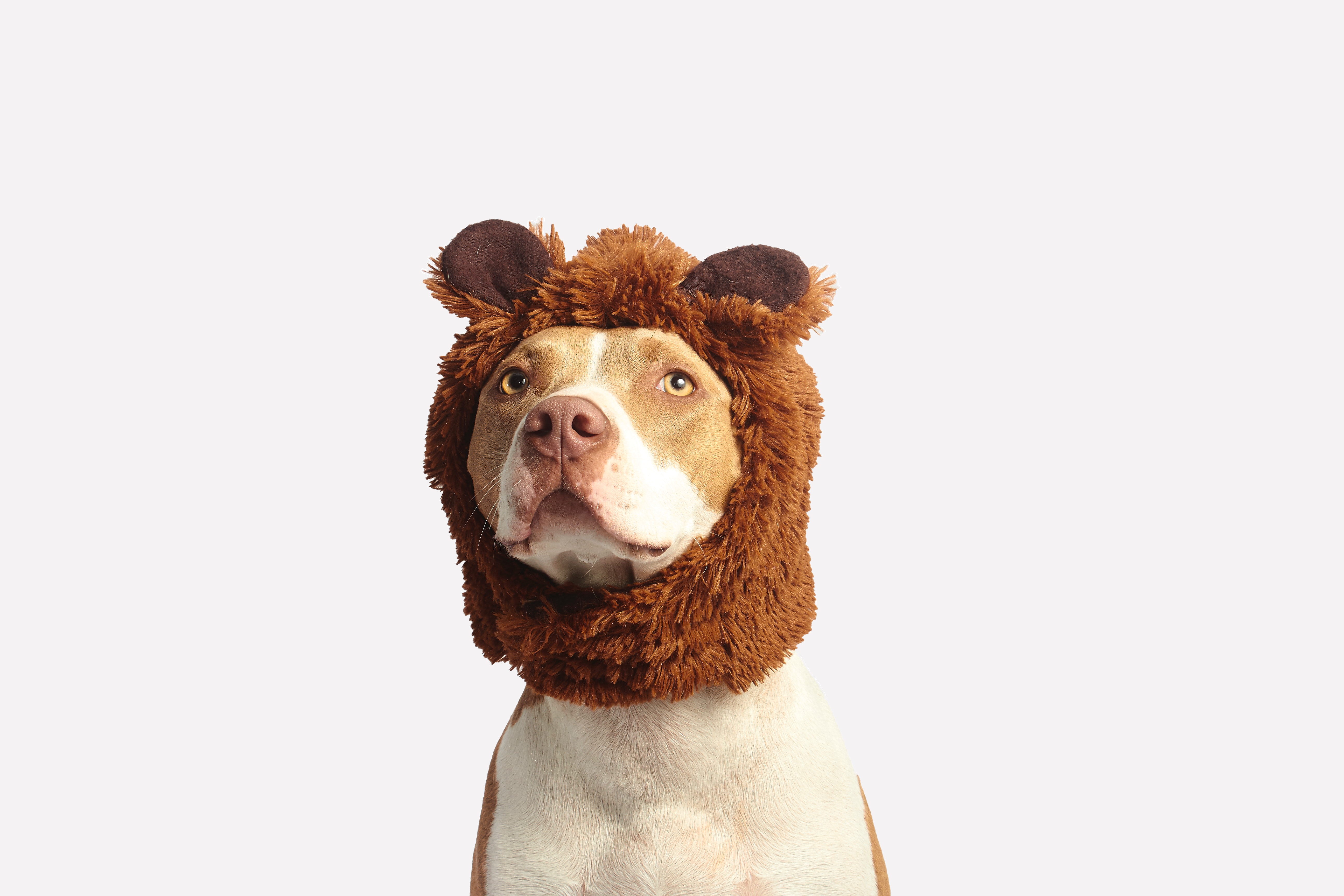 Preview for Dog-in-lion-costume-dog-meme-background-a1d8e