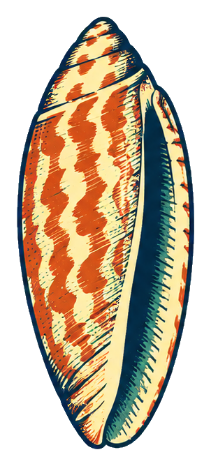 Preview for Linocut Seashells Olive Shell