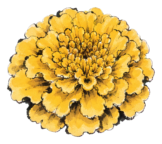 Preview for Yellow Marigold Sticker