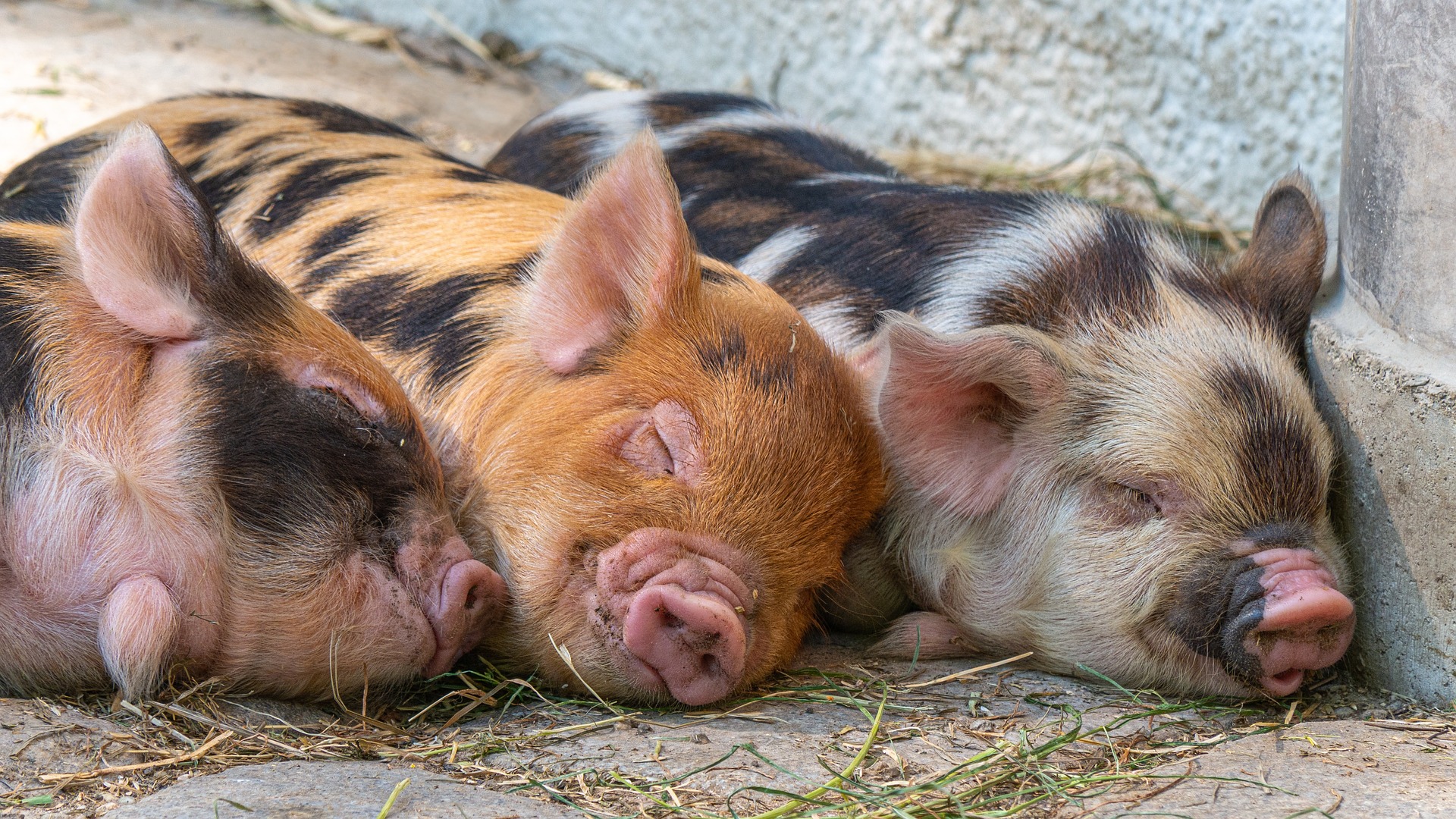 Preview for Pigs-resting-together-animal-meme-background-f2603