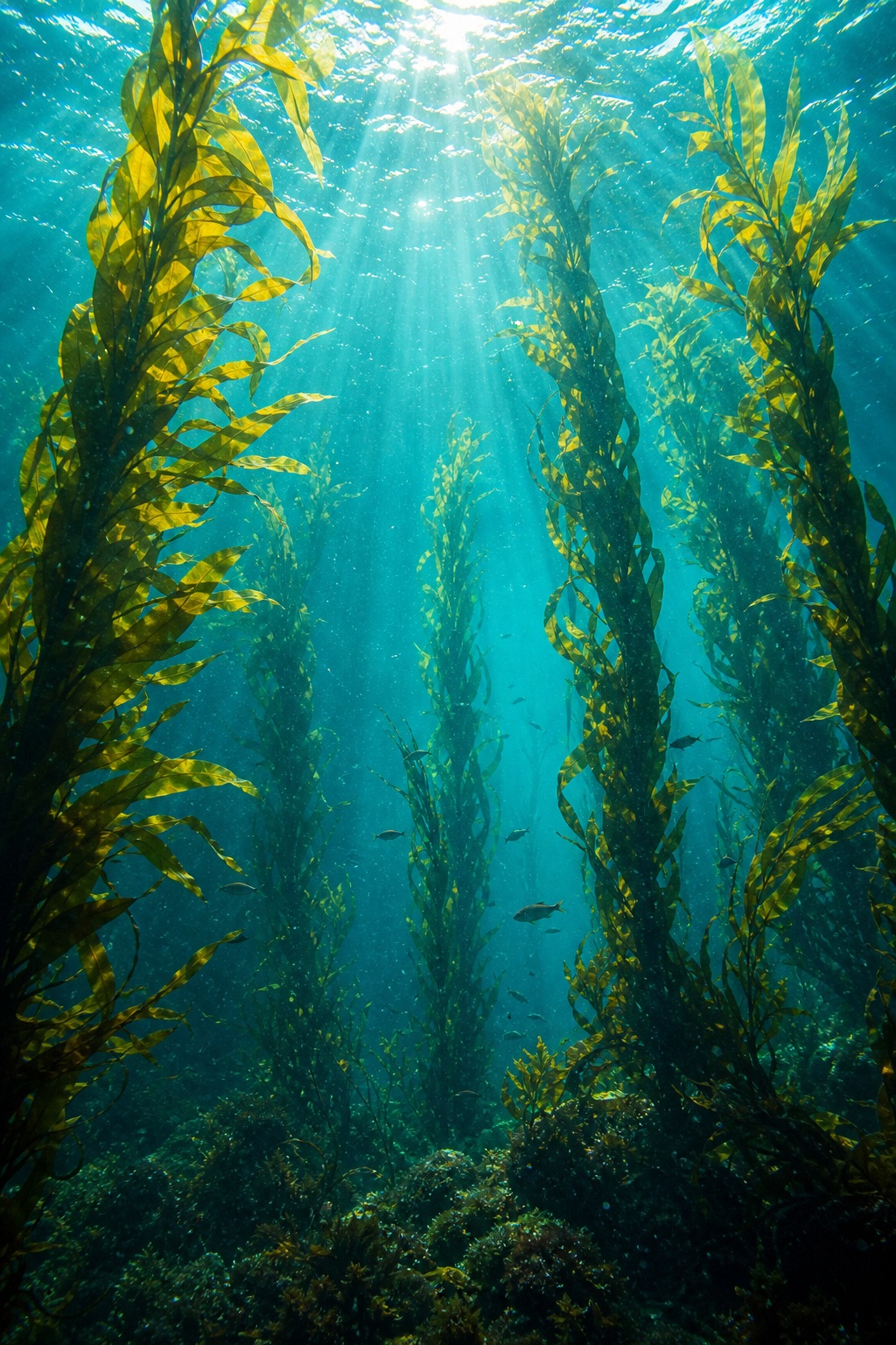 Preview for Kelp Forest Underwater Background