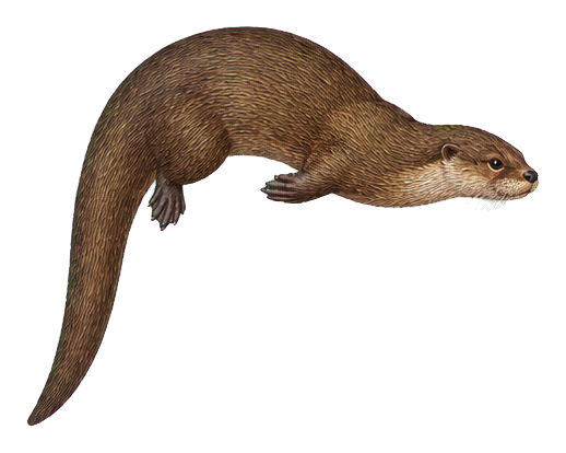 Preview for North American River Otter Vintage Sticker