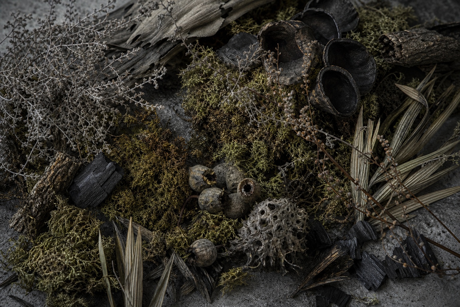 Preview for Moss Overcast Dried Botanical Background