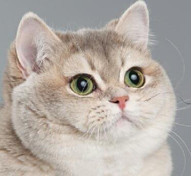 Preview for British-shorthair-cat-portrait-cat-meme-background-eb315