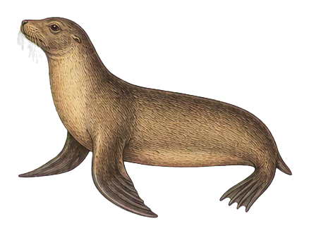 Preview for California Sea Lion Vintage Sticker