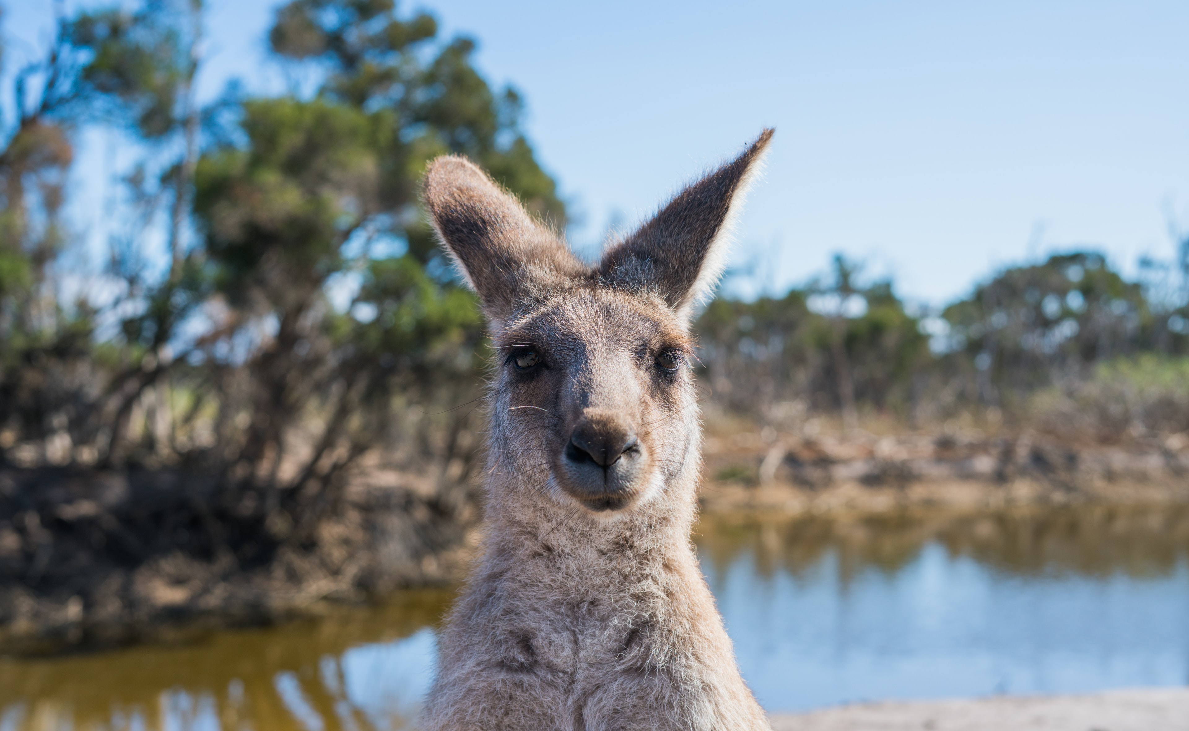Preview for Kangaroo-natural-habitat-animal-background-deeb5