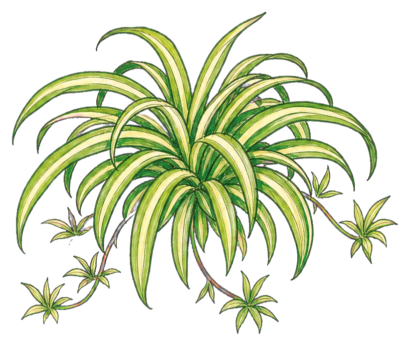 Preview for Spider Plant Cluster Sticker