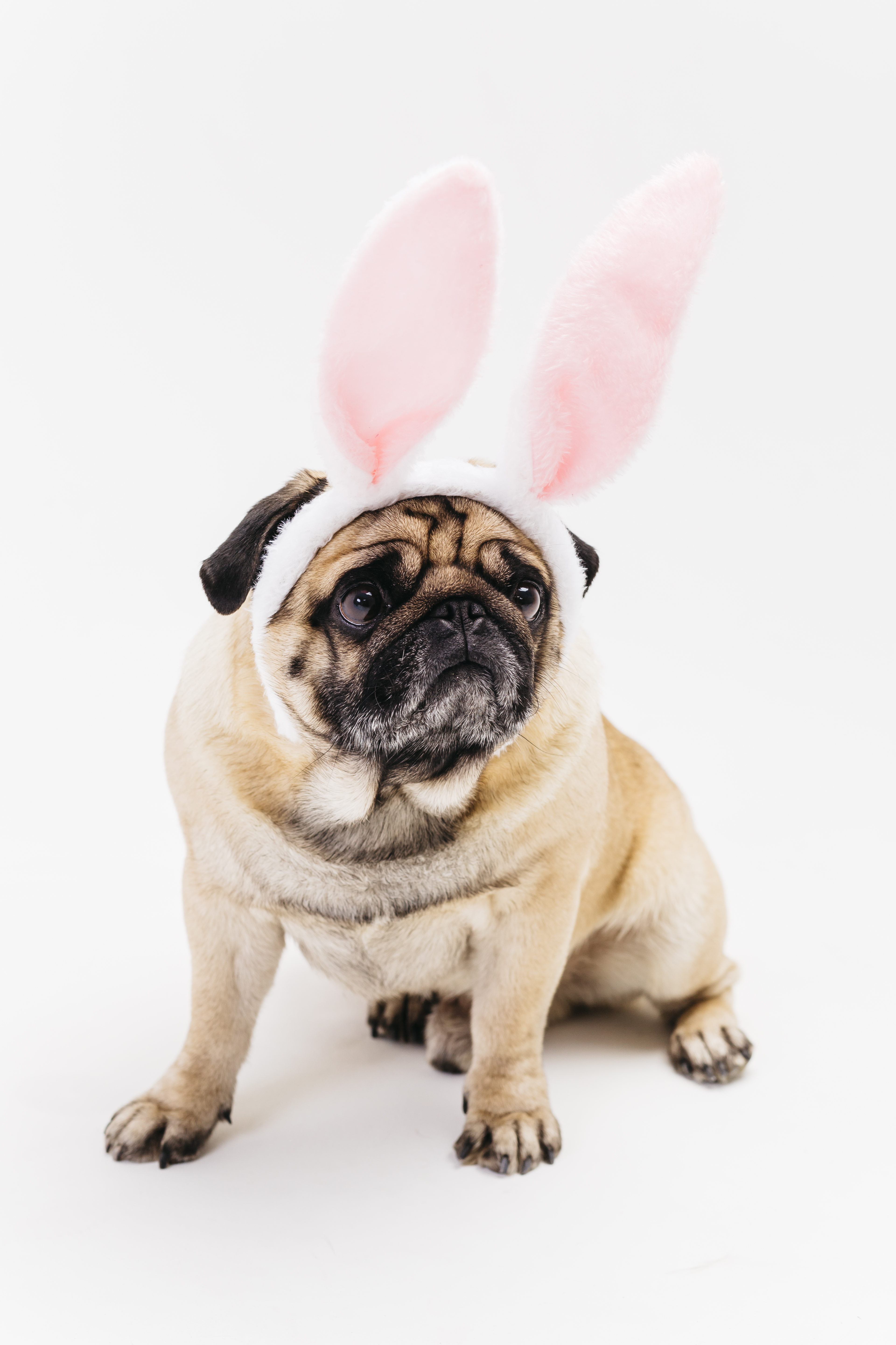 Preview for Pug-dog-easter-bunny-costume-dog-meme-background-7fdbd
