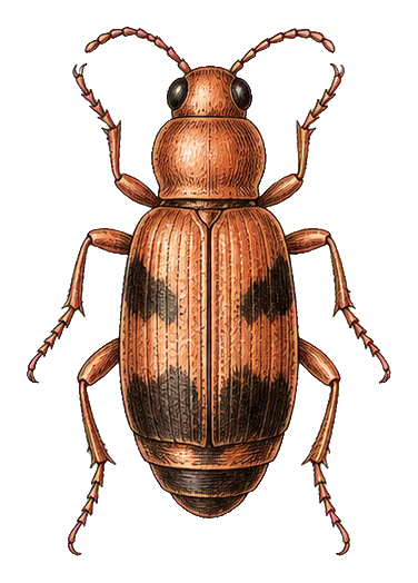 Preview for Vintage Insect Specimen Sticker