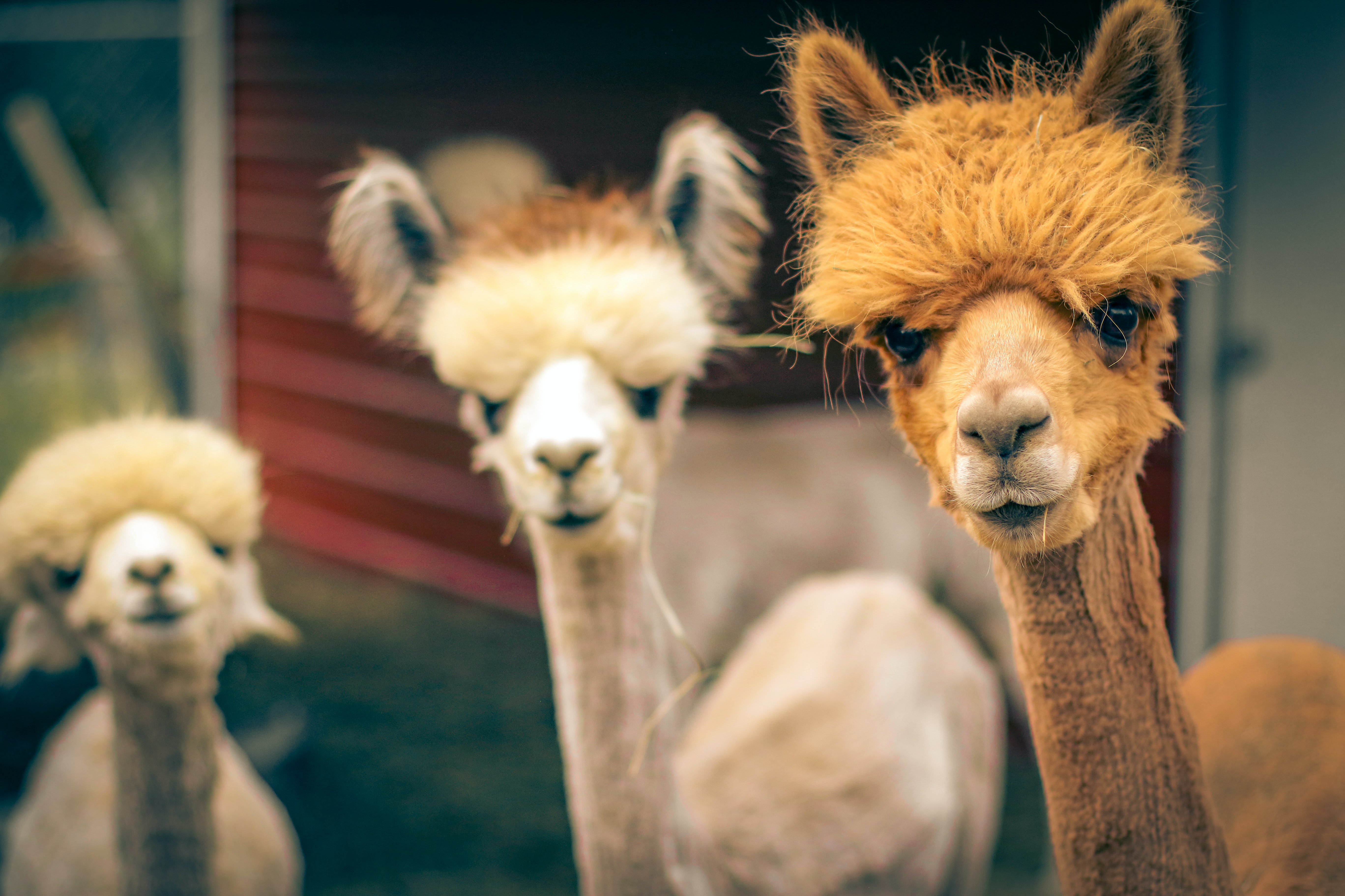 Preview for Alpacas-on-farm-background-79464