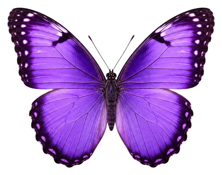 Realistic violet butterfly with open wings on a transparent background