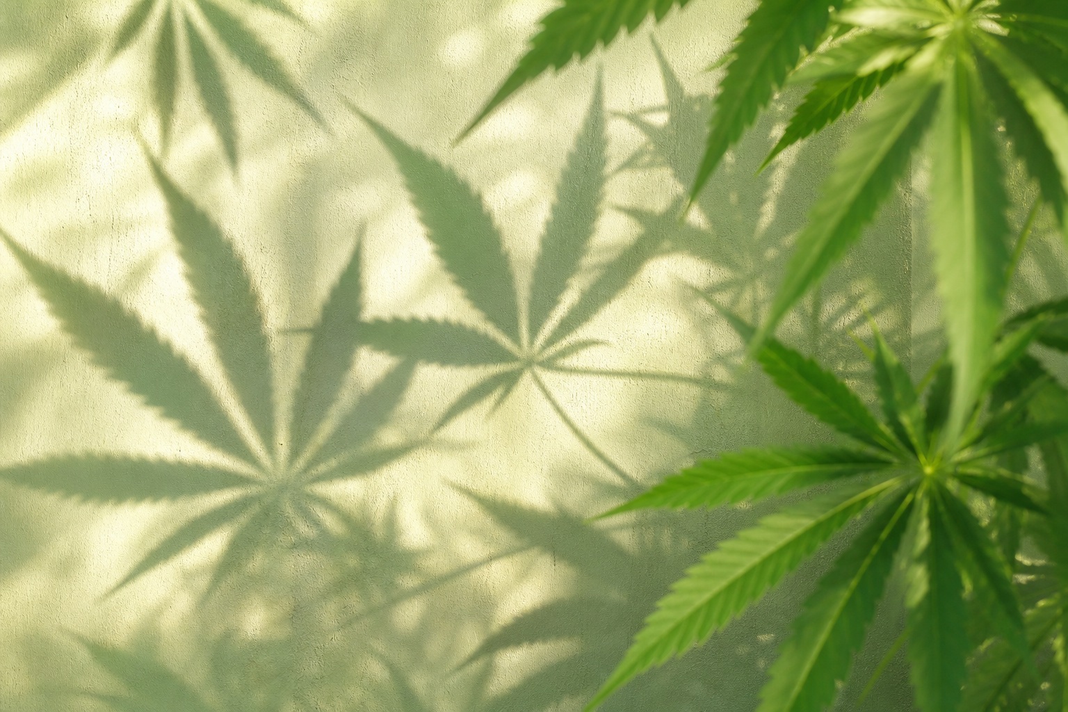 Green cannabis leaf shadows cast across a soft botanical background