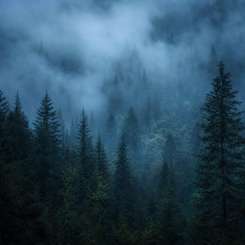Preview for Blue Hour Woodland Mist Background