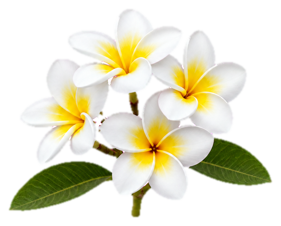 Four white plumeria blooms with yellow centers and two green leaves