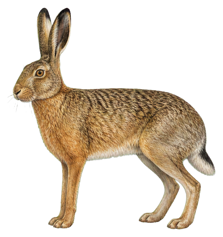Preview for European Brown Hare Sticker