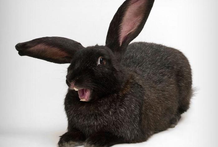 Preview for Black-rabbit-portrait-easter-meme-background-84e51