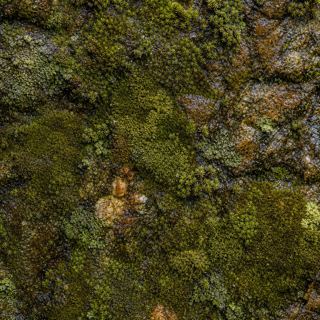 Preview for Moss Covered Stone Background