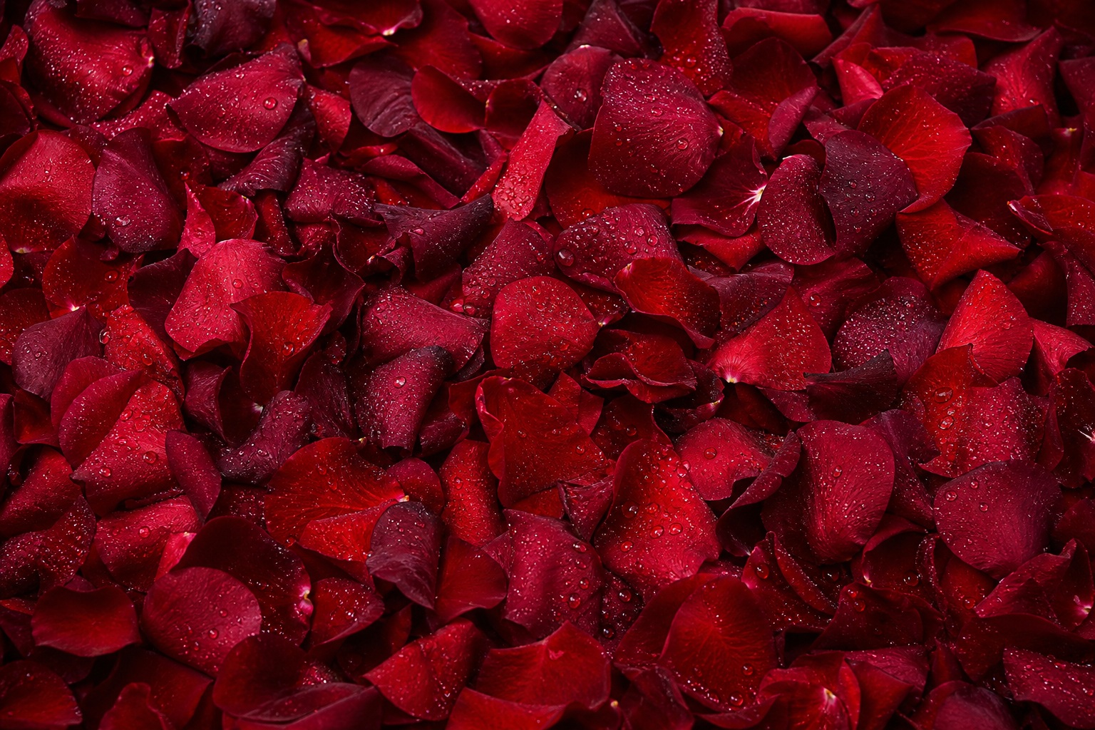 Preview for Classic Red Rose Petals Background