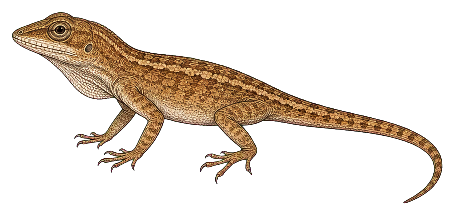 Preview for Anole Lizard Vintage Sticker Graphic