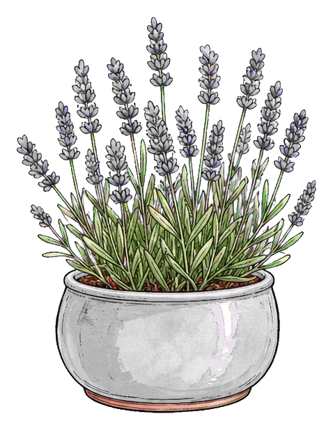A gray potted lavender planter with tall purple flower spikes and green leaves.