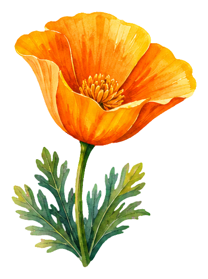 Preview for Watercolor Wildflowers California Poppy