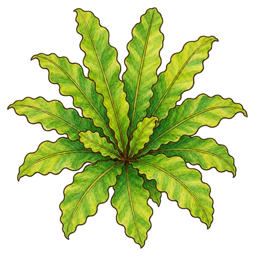 Preview for Birds Nest Fern Sticker Graphic