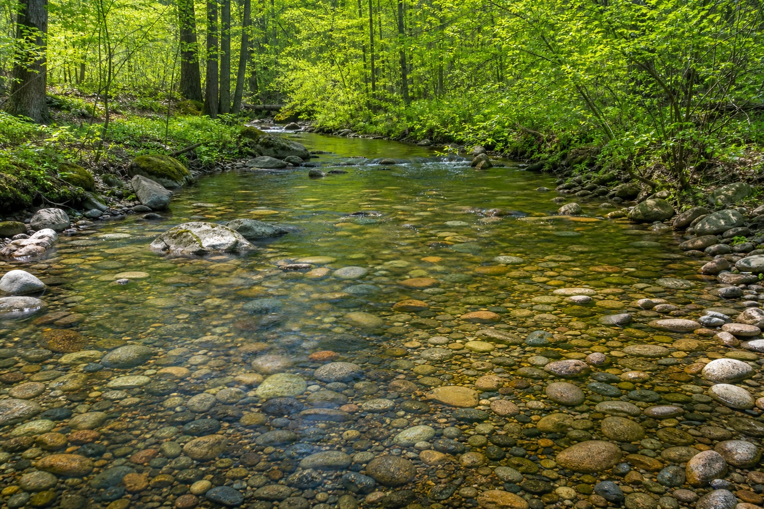 Preview for Clear Pebble Creek Forest Background