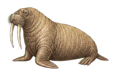 Preview for Walrus Vintage Marine Life Sticker