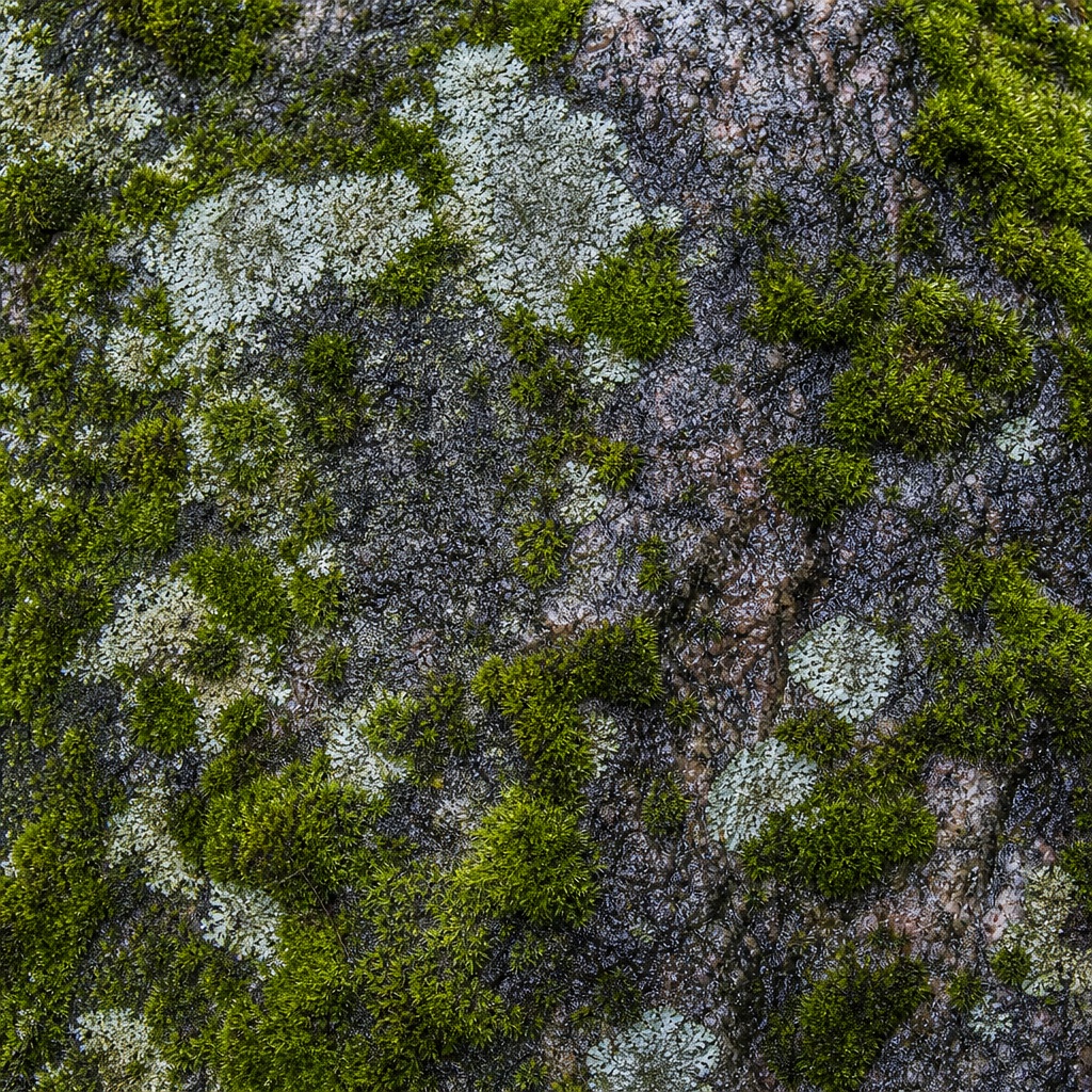 Preview for Moss Covered Stone Background