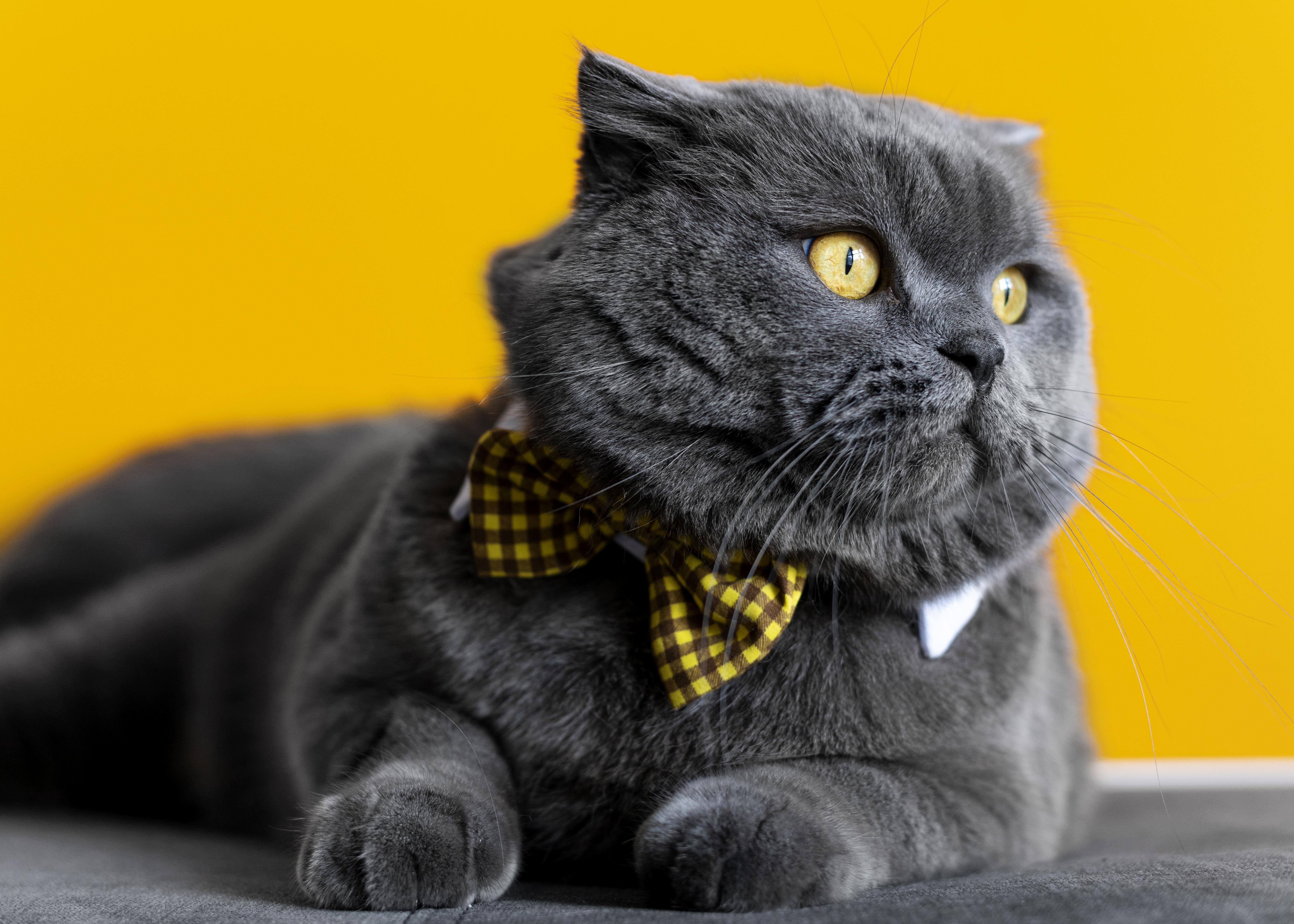 Preview for Elegant-grey-cat-yellow-bow-tie-cat-meme-background-edf43