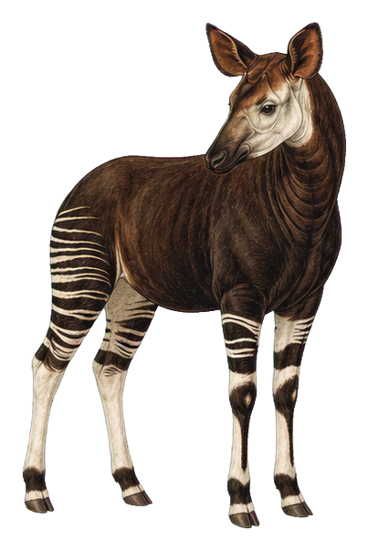 Preview for Okapi Vintage Sticker Graphic