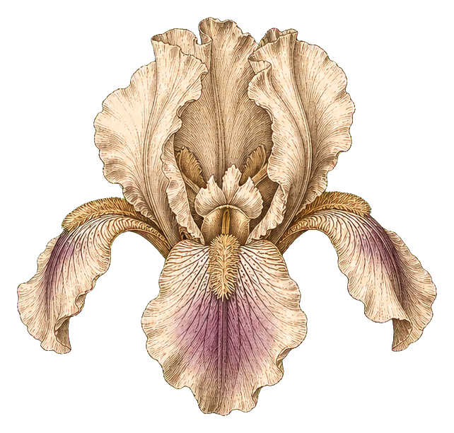 Preview for Vintage Japanese Iris Sticker Graphic