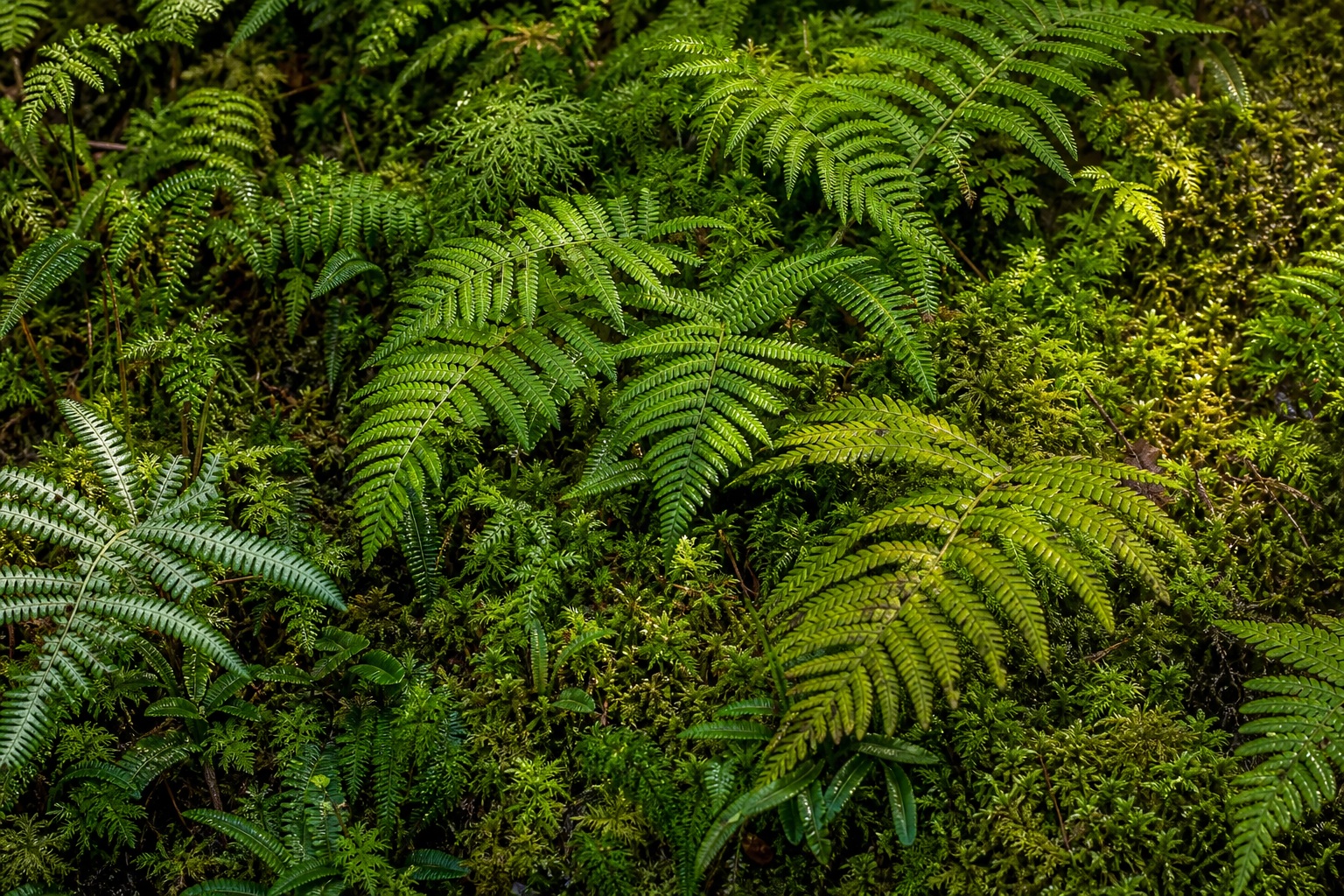 Preview for Filtered Morning Fern Background