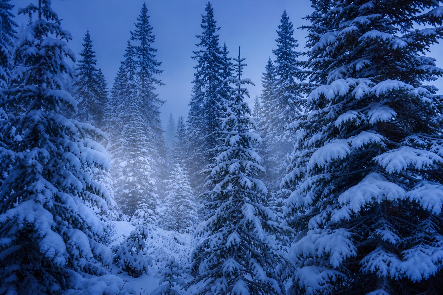 Preview for Blue Hour Snowy Pine Forest Background