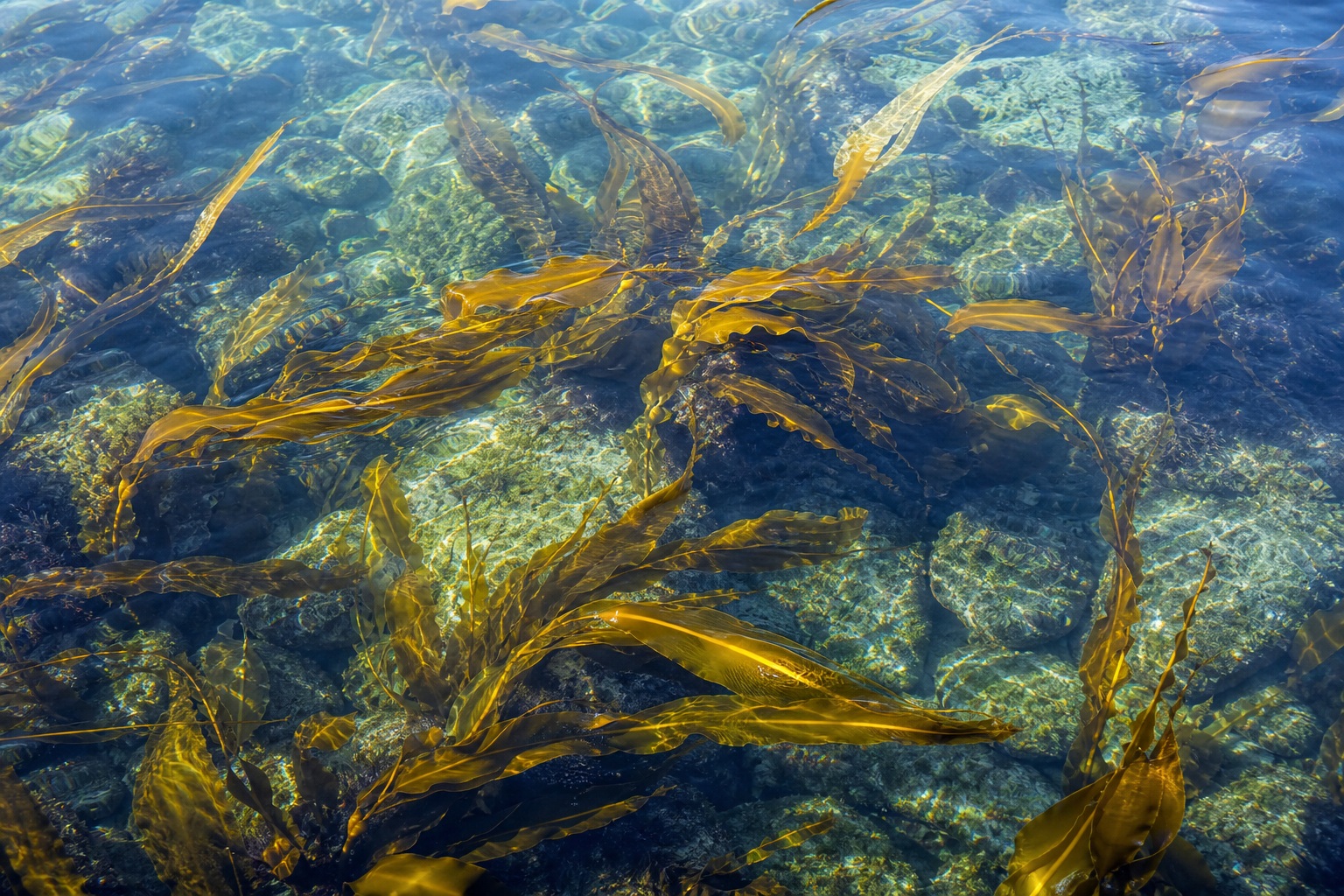 Preview for Tidal Pool Seaweed Background