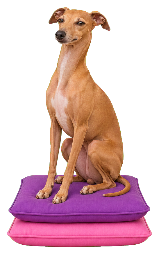 Italian greyhound sitting proudly on a purple pillow throne