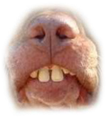 Preview for Wombat-close-up-image-mouths-sticker-f848b