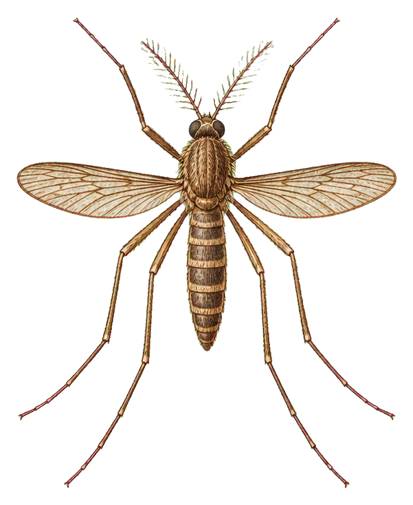 Vintage scientific illustration of a brown insect with wings and long legs