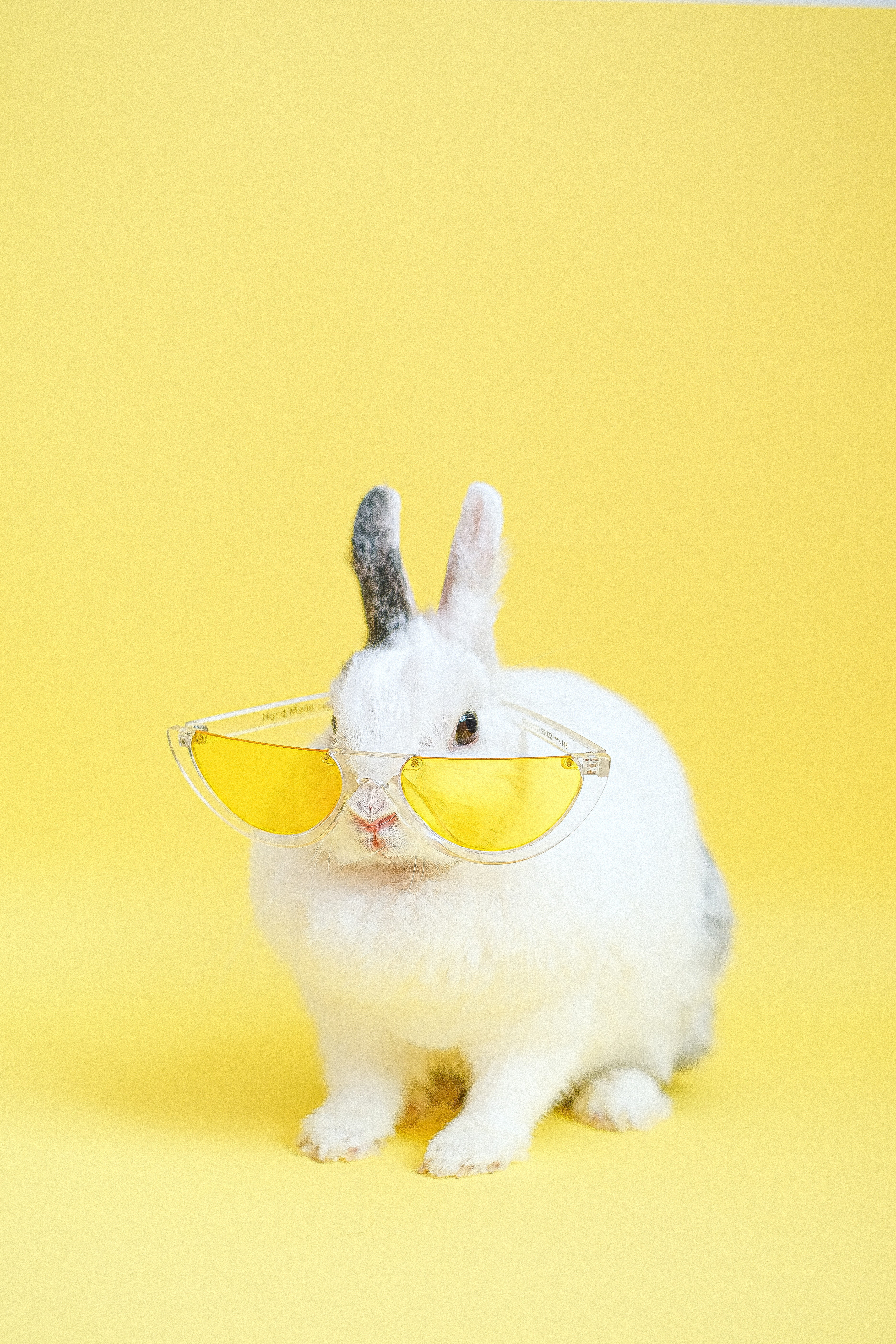Preview for Bunny-yellow-sunglasses-animal-meme-background-81410