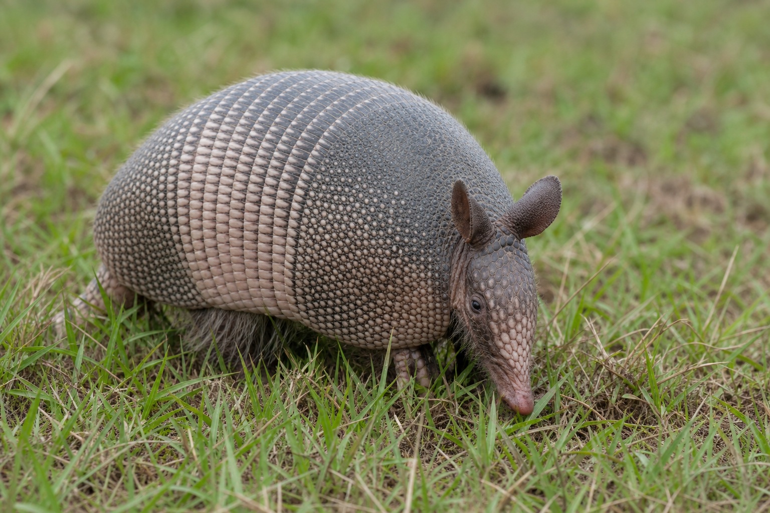 Preview for Armadillo Grass Close-up Stock Background