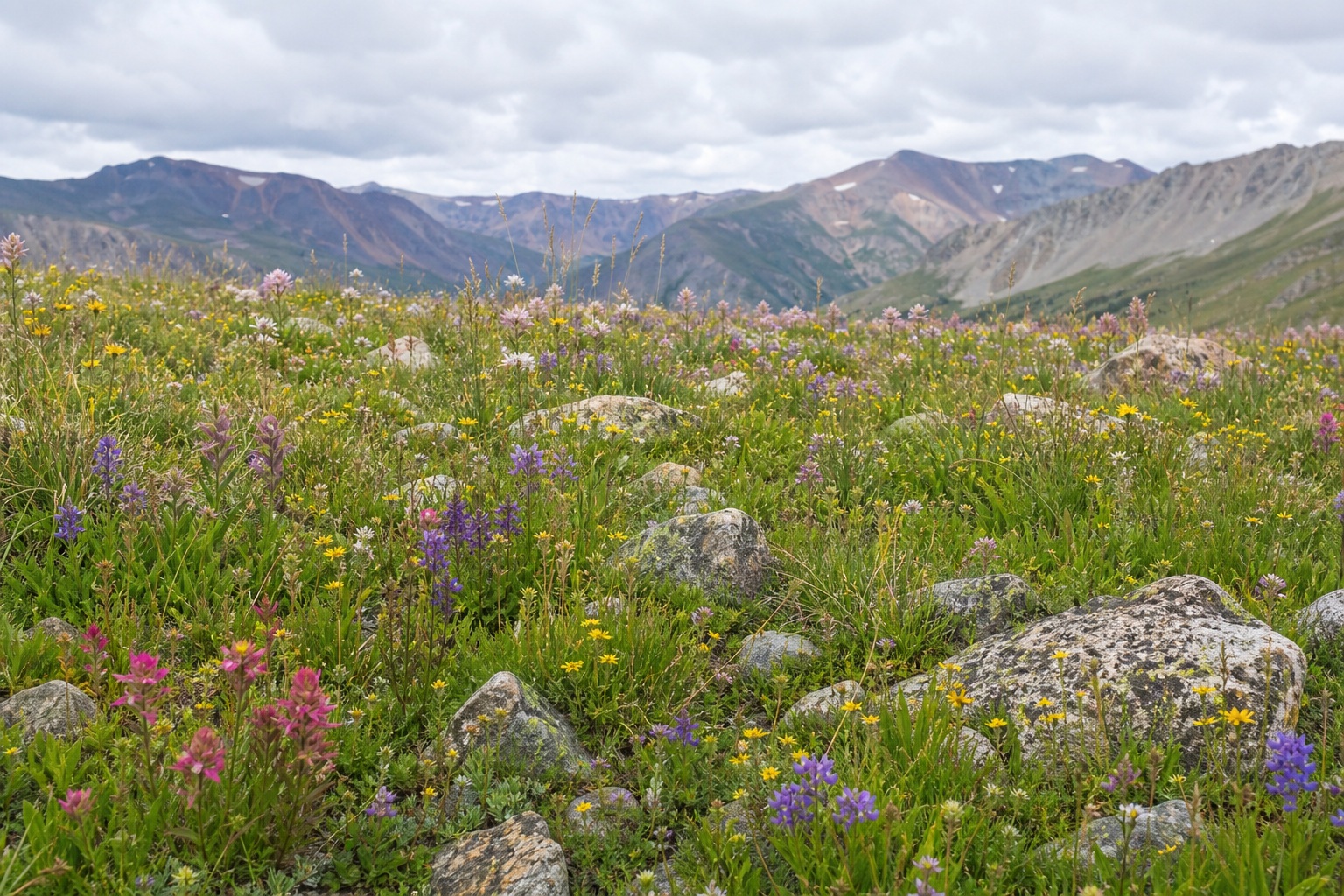 Preview for Alpine Wildflower Meadow Stock Background