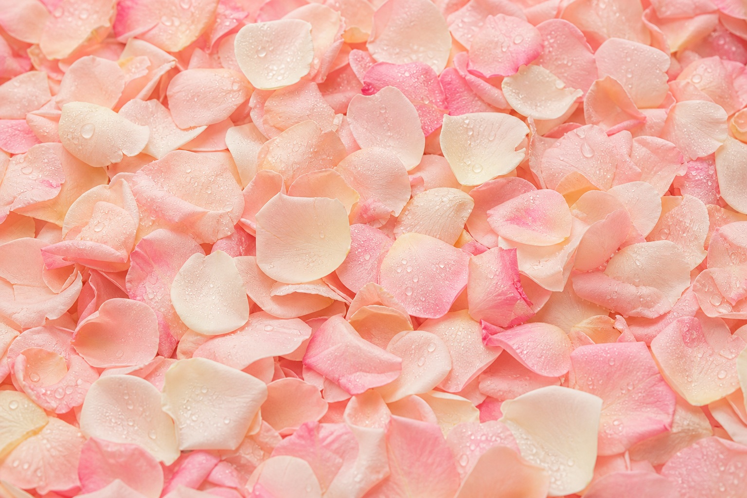 Blush pink rose petals forming a soft romantic floral background